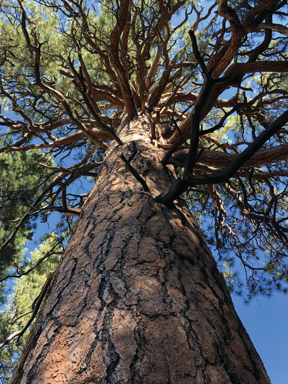 Healthy Forests: How Utah is Tackling The Challenges They Face