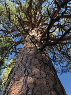 Healthy Forests: How Utah is Tackling The Challenges They Face